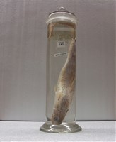 藏品(花斑蛇鯔)的圖片